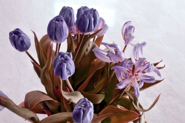 Bildergalerie Tulipagrafie